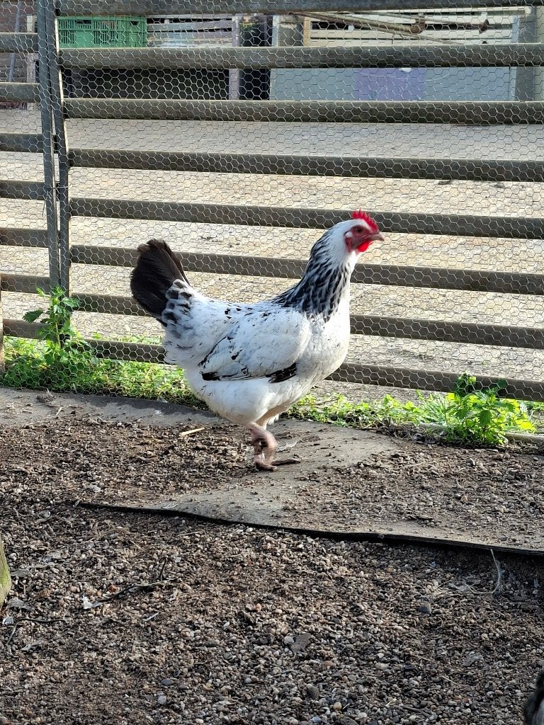 2 sussex hennen, Dieren en Toebehoren, Vrouwelijk, Kip