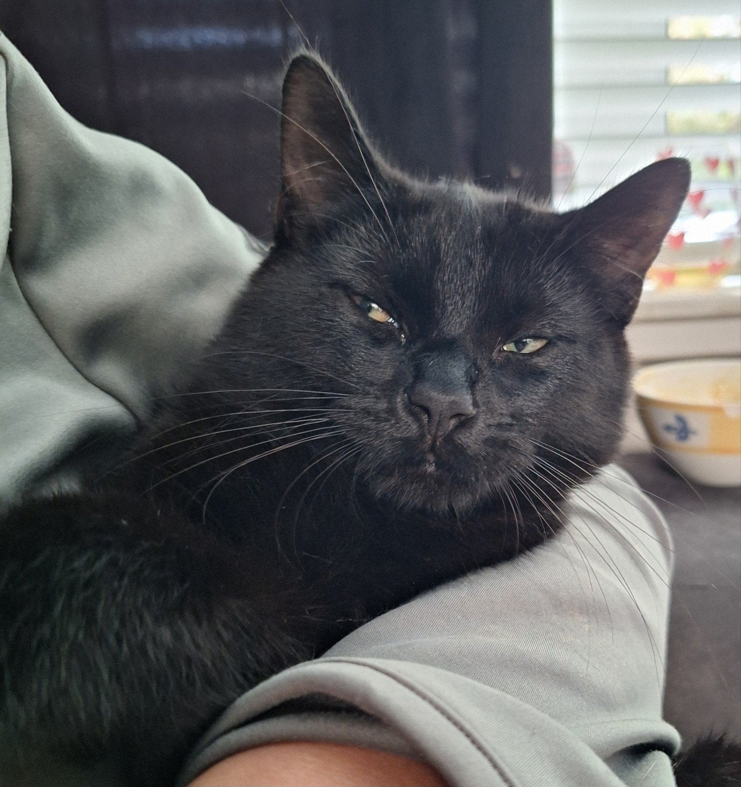 zwarte kater 4.5 mnd, Dieren en Toebehoren, Kater, Kortharig, 0 tot 2 jaar