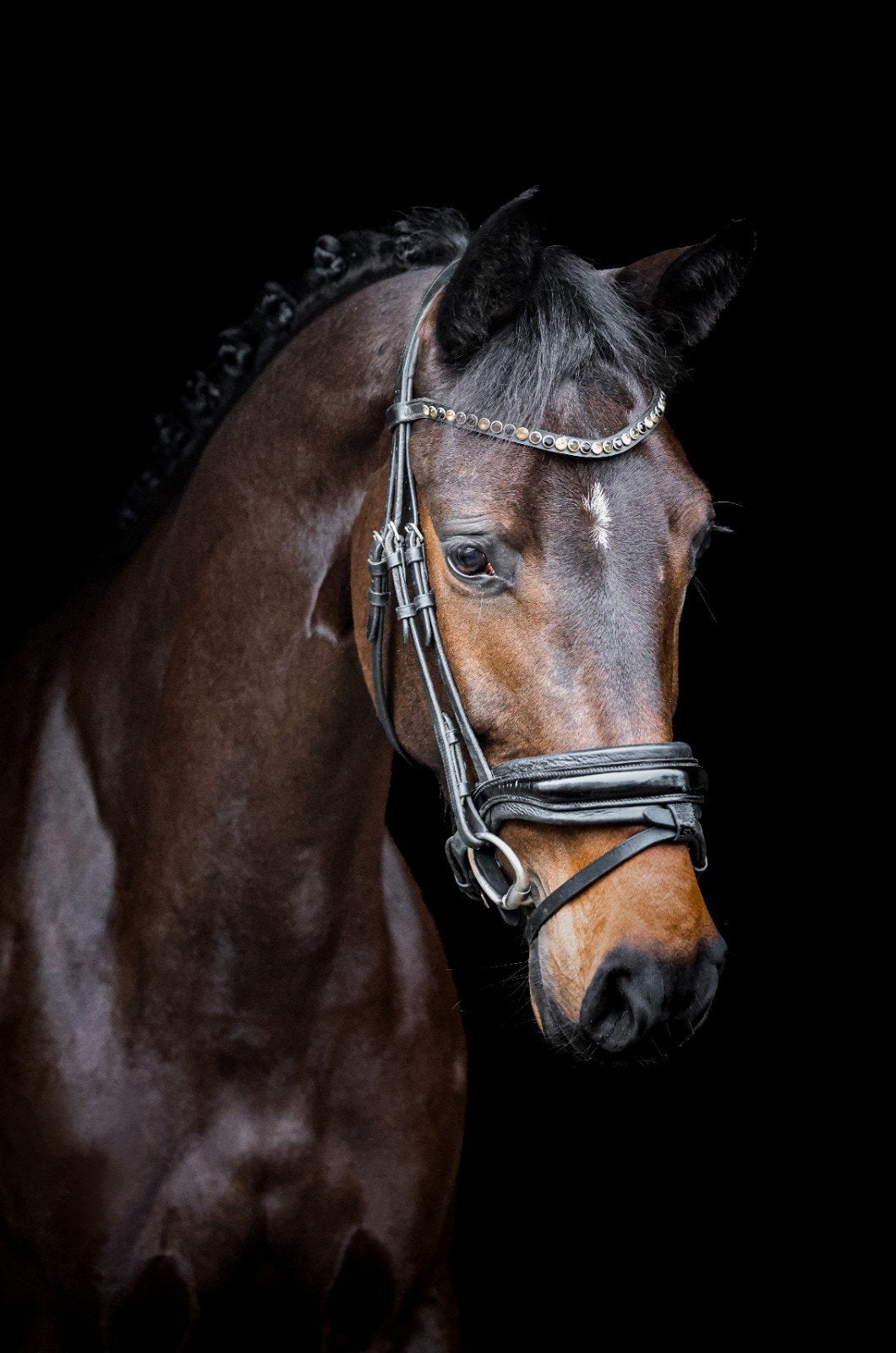lieve en talentvolle Allround sportpony, Met stamboom, Springpony, 3 tot 6 jaar, L