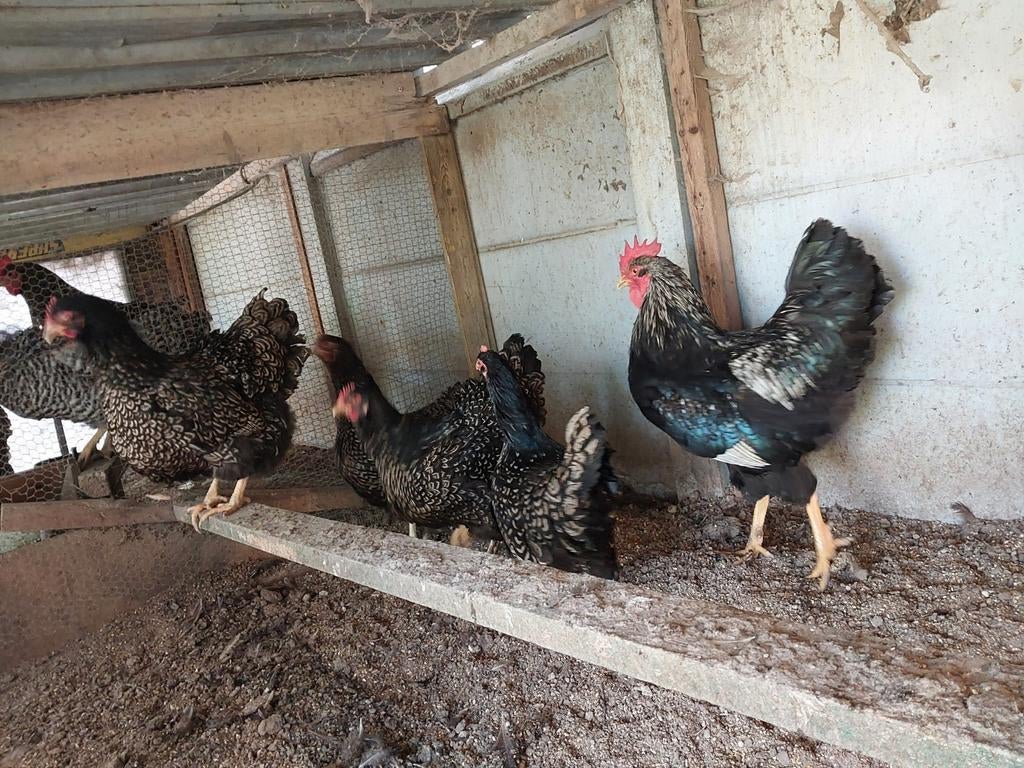 Barnevelder dubbelgezoomd zilver, Dieren en Toebehoren, Meerdere dieren, Kip