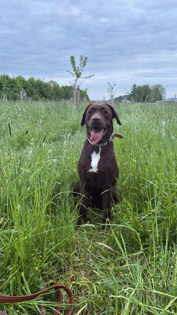Huiskamernest labrador mix pup zeer sociaal ! Laatste reutje, Dieren en Toebehoren, 8 tot 15 weken, Meerdere, Meerdere dieren