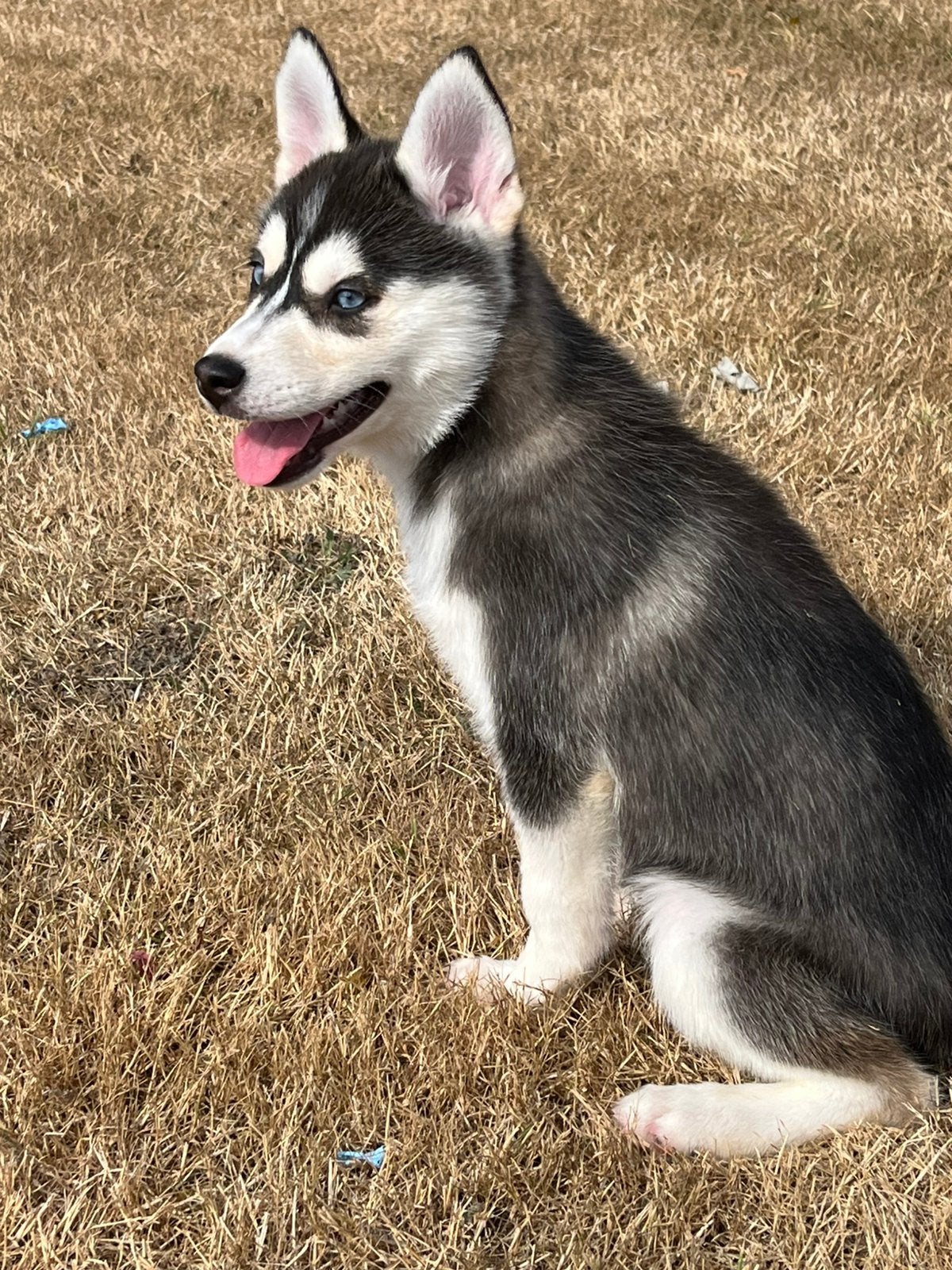 Pomsky pups, Overige rassen, 8 tot 15 weken, Parvo, Meerdere