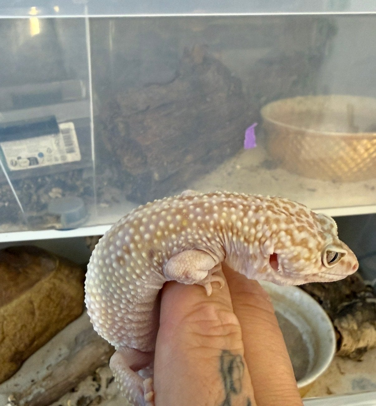 Luipaard Gekko super raptor 3x vrouw Leopard Gecko photo 3