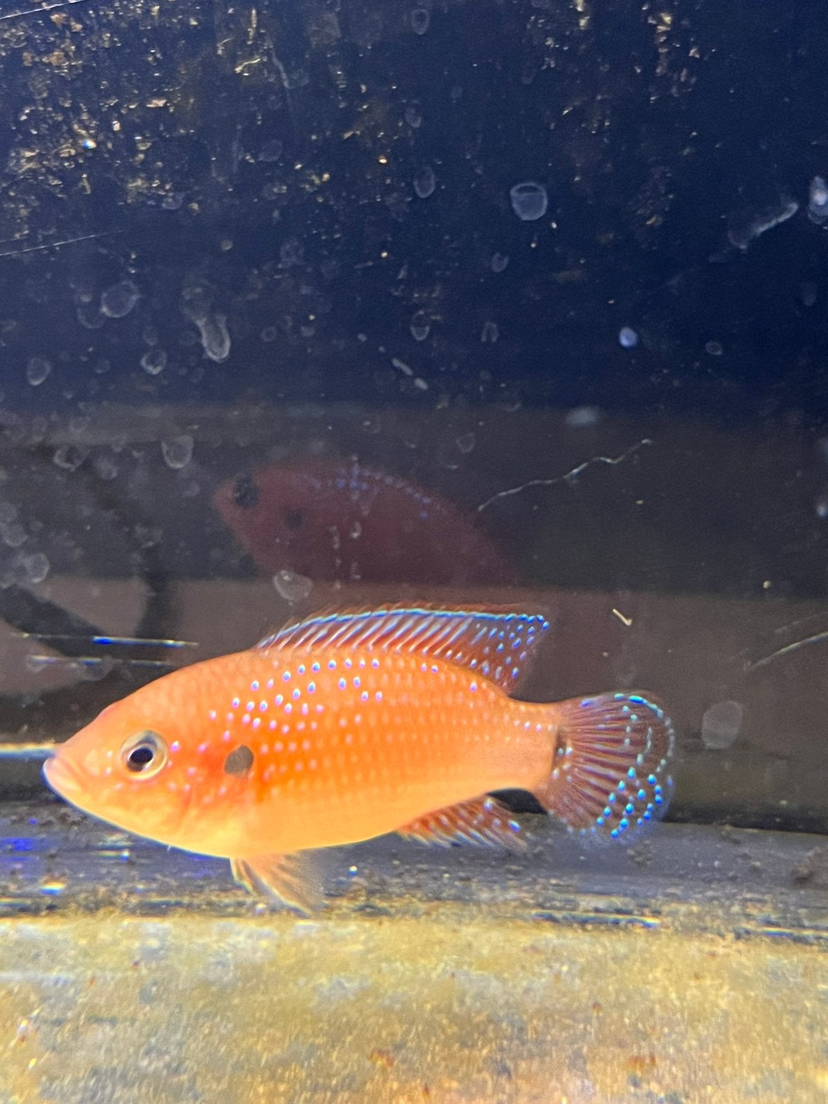 Gratis of ruilen jonge rode acara, Dieren en Toebehoren, Vissen | Aquariumvissen, Vis