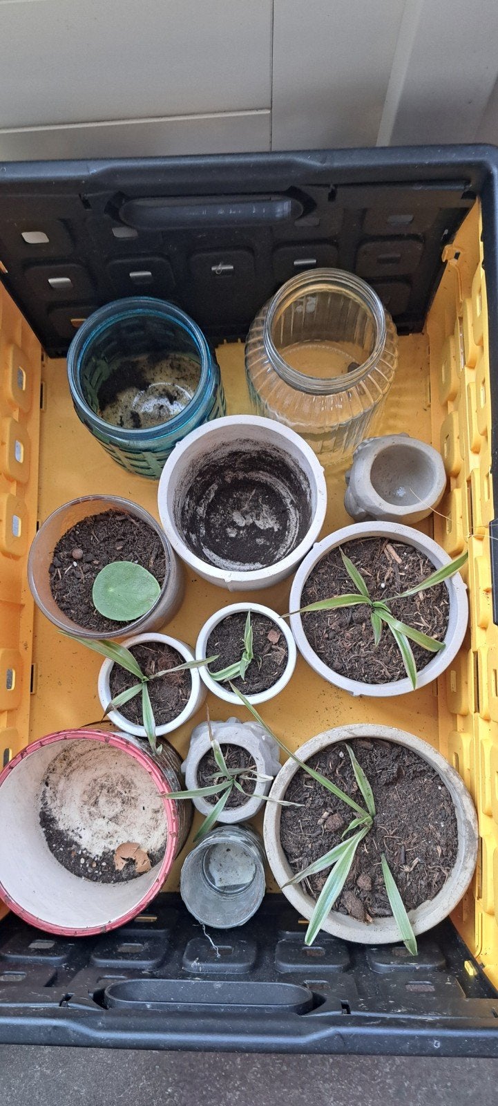 Potjes en plantjes gratis af te halen, Ophalen, Kweekbak