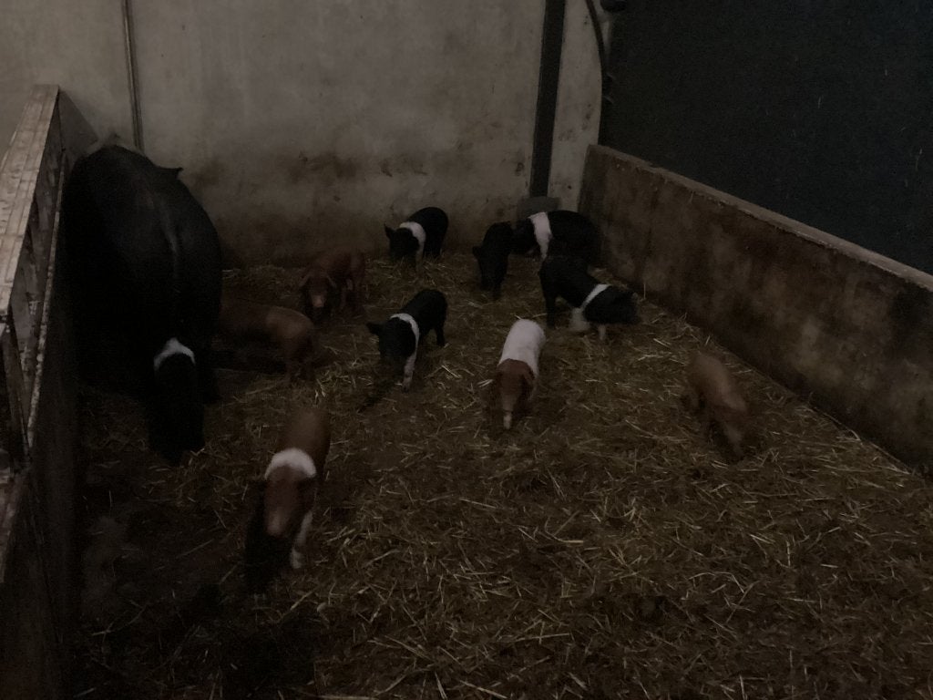husumer biggen 20 mei geboren, mogen vanaf 1 juli weg €100,-, Meerdere dieren, Varken, 0 tot 2 jaar