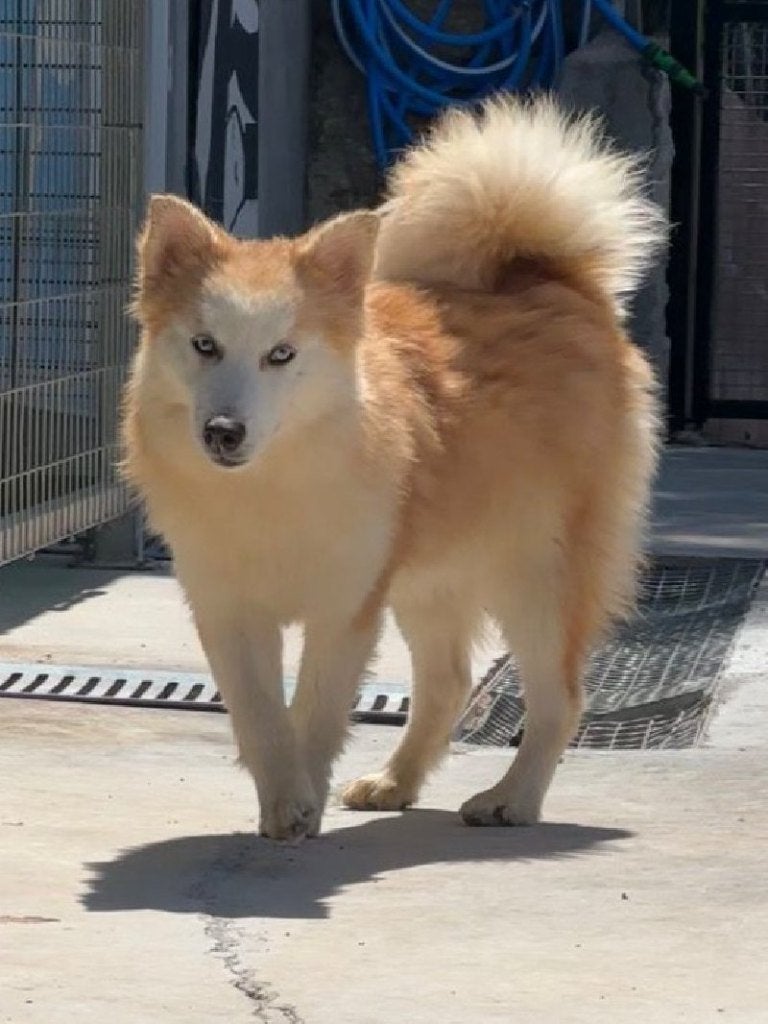 ACE: Maui heeft heel wat liefde en vriendschap te bieden, Particulier, 15 weken tot 1 jaar, Reu, Buitenland