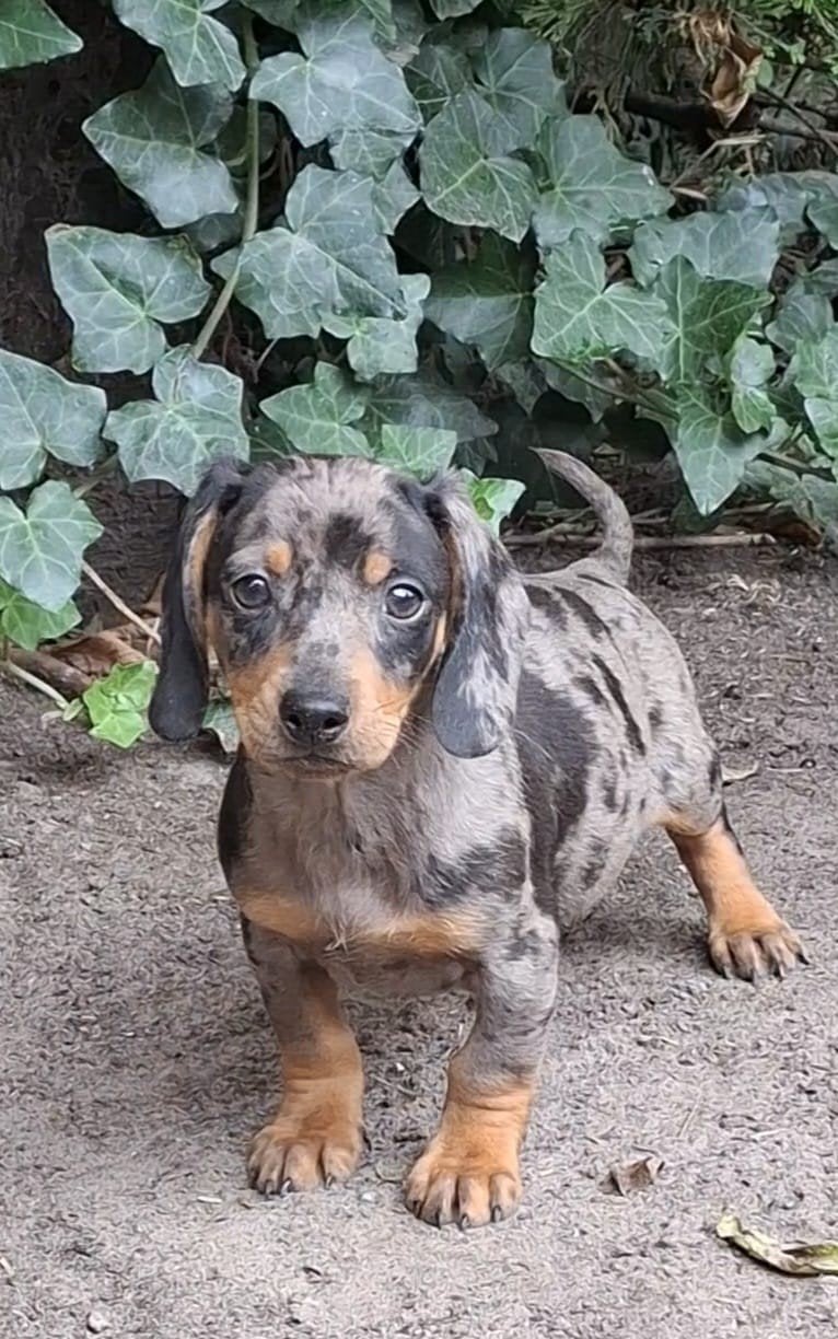 Mooi getekende merle teckel pups, Dieren en Toebehoren, Honden | Teckels en Dashonden, 8 tot 15 weken, Korthaar, Teef, Eén hond