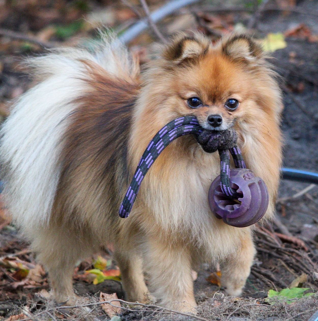 Pomeriaan Dwergkeeshondje zoekt een 5* huis, Dieren en Toebehoren, Honden | Poolhonden, Keeshonden en Oertypen, Keeshond, 1 tot 2 jaar