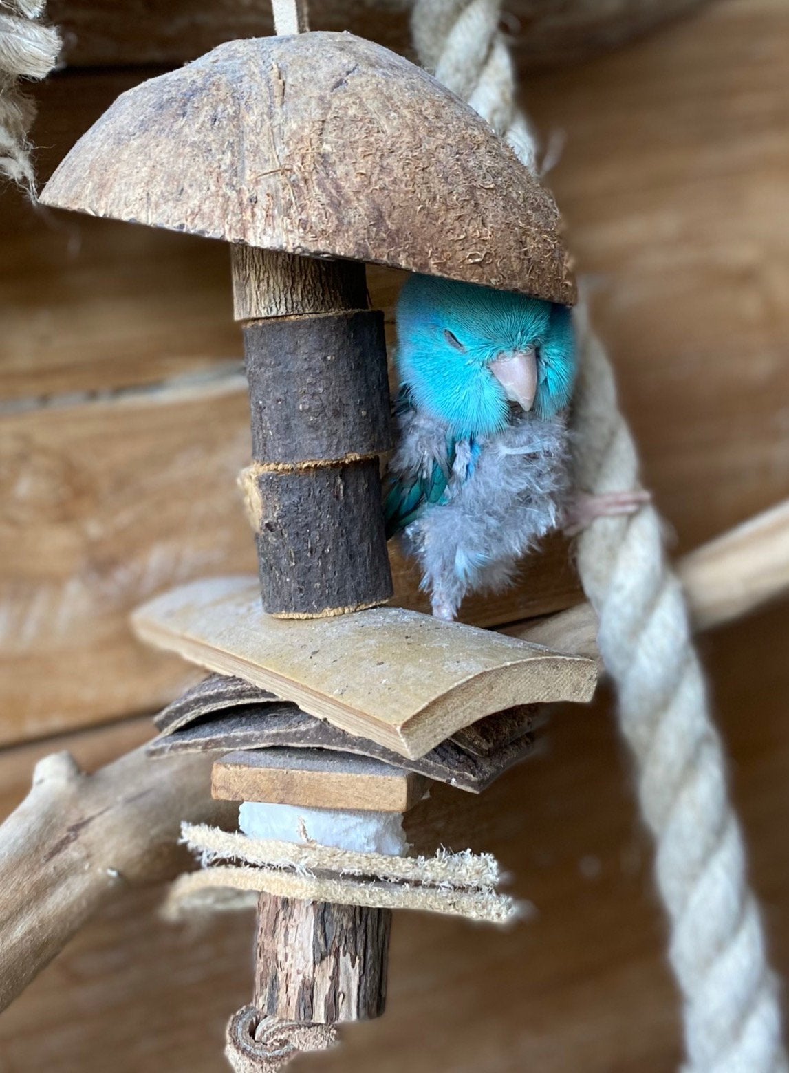 Houten Vogelkooi / Vogelverblijf incl. Trappen + extra kooi, Dieren en Toebehoren, Ophalen, Gebruikt, Kooi-accessoires