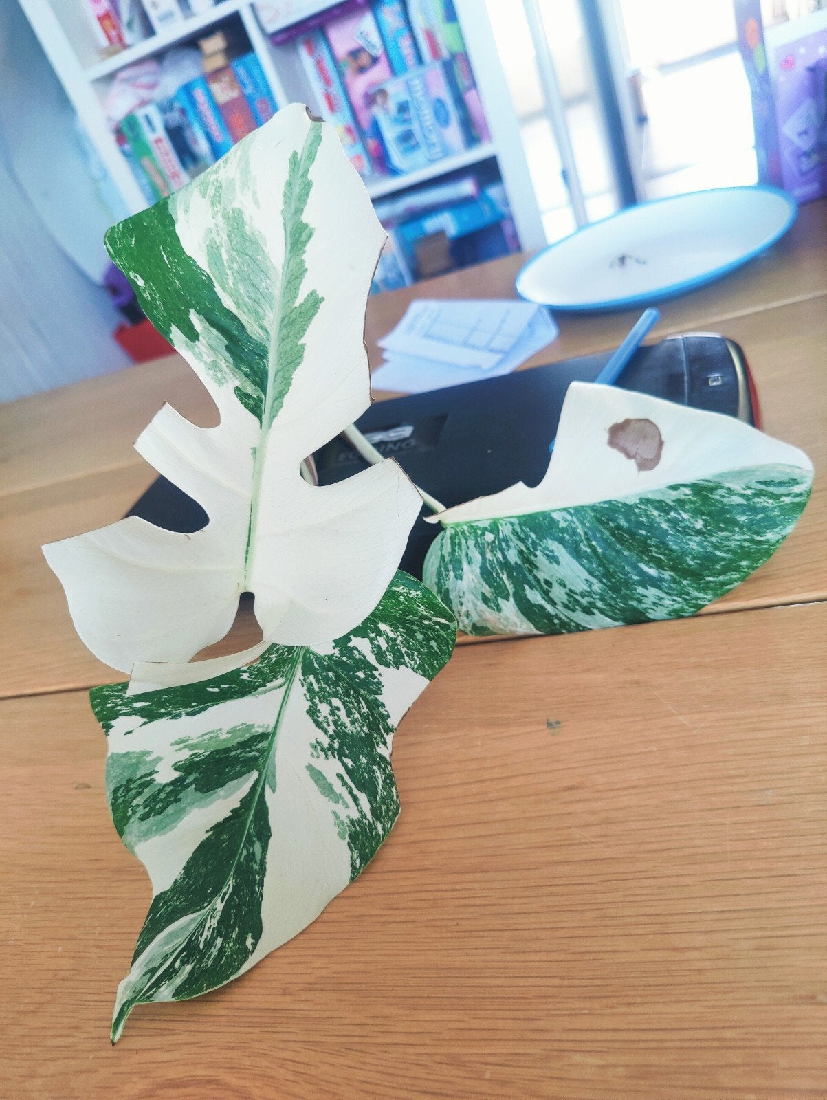 Monstera variegata kopstek, Huis en Inrichting, Kamerplanten, Ophalen, Halfschaduw, Minder dan 100 cm