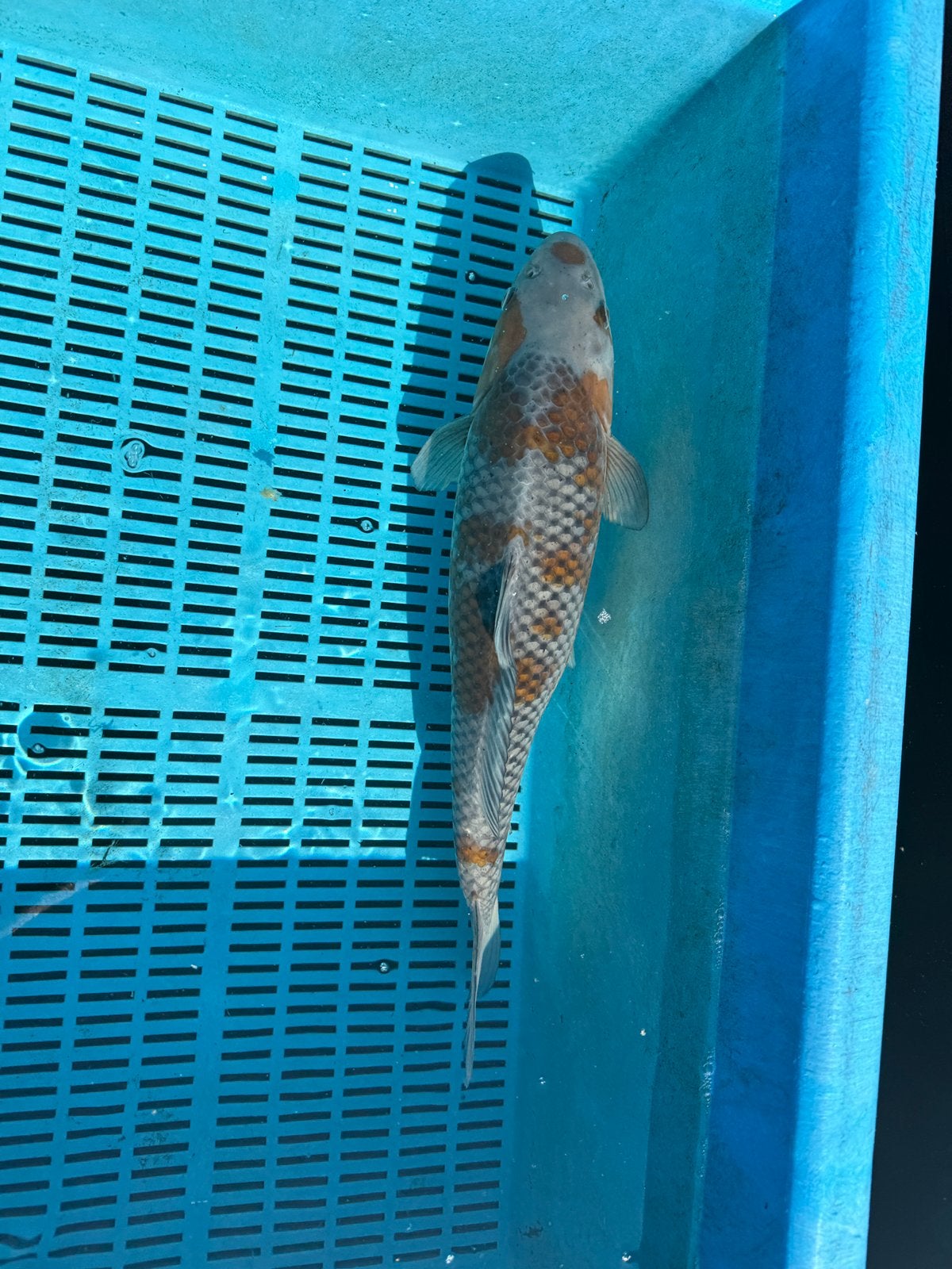 Ochiba shigure - 45 cm, Karper of Koi