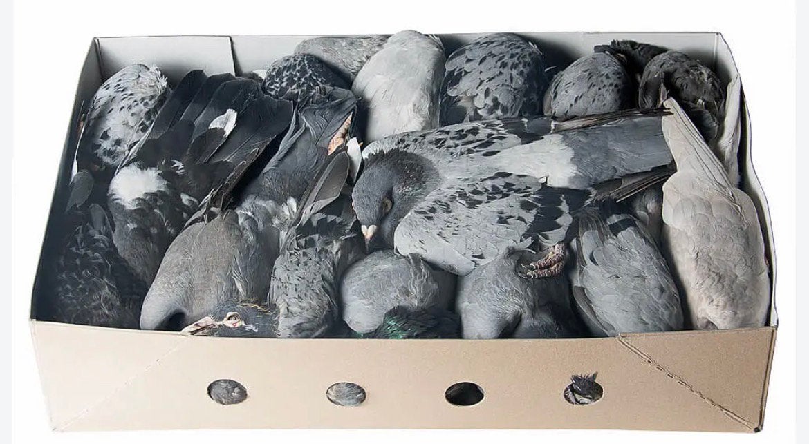 Diepvries duiven, Dieren en Toebehoren, Geslacht onbekend, Roofvogel, Geringd