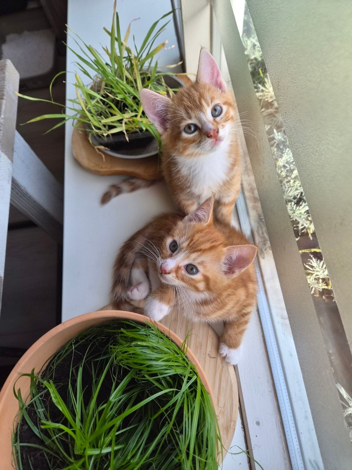 2 super lieve kittens zoeken samen een liefdevol huisje, Dieren en Toebehoren, Meerdere dieren, Kortharig, 0 tot 2 jaar