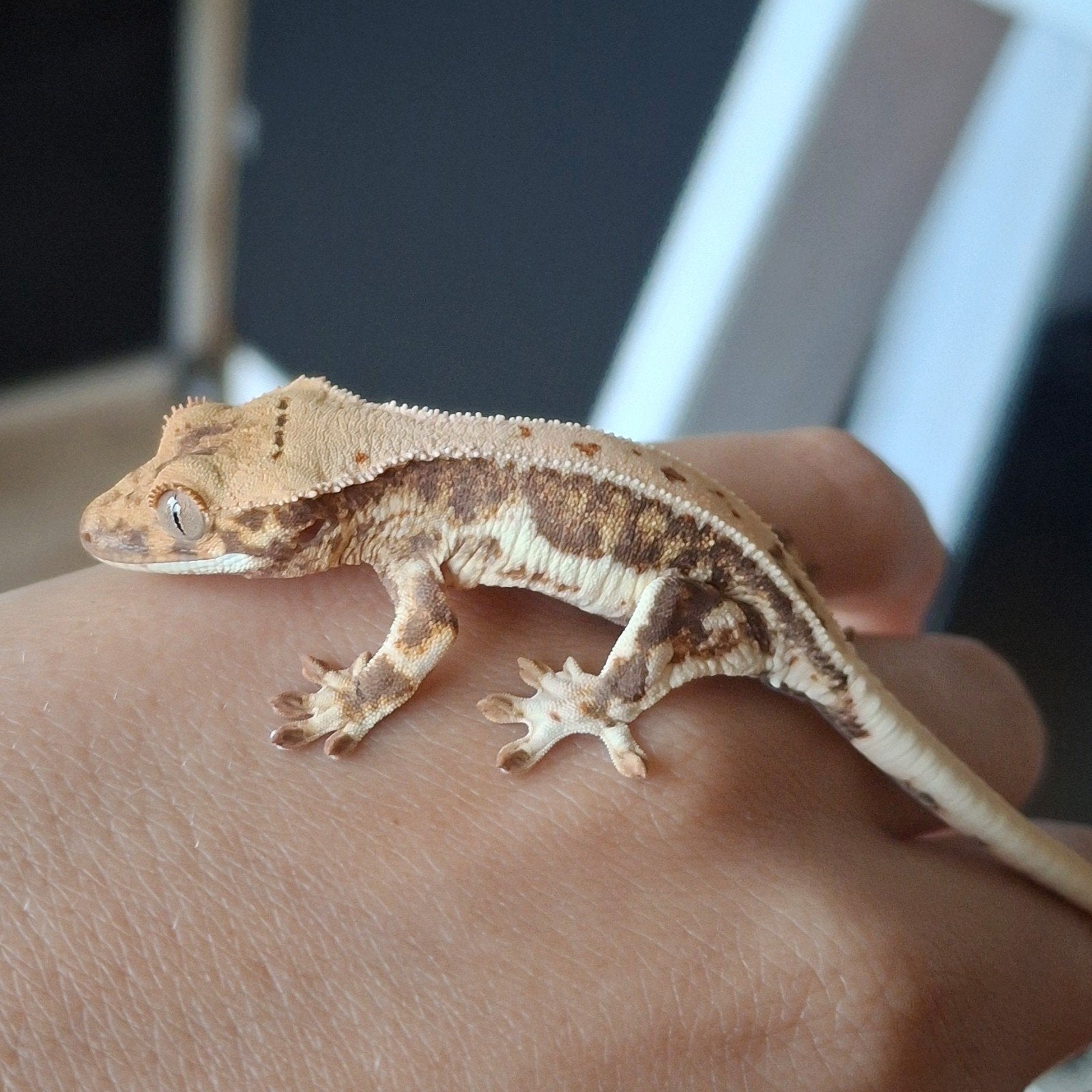 Mooie tricolor lilly white wimpergekko/crested gecko 0.0.1 Crested Gecko photo 2