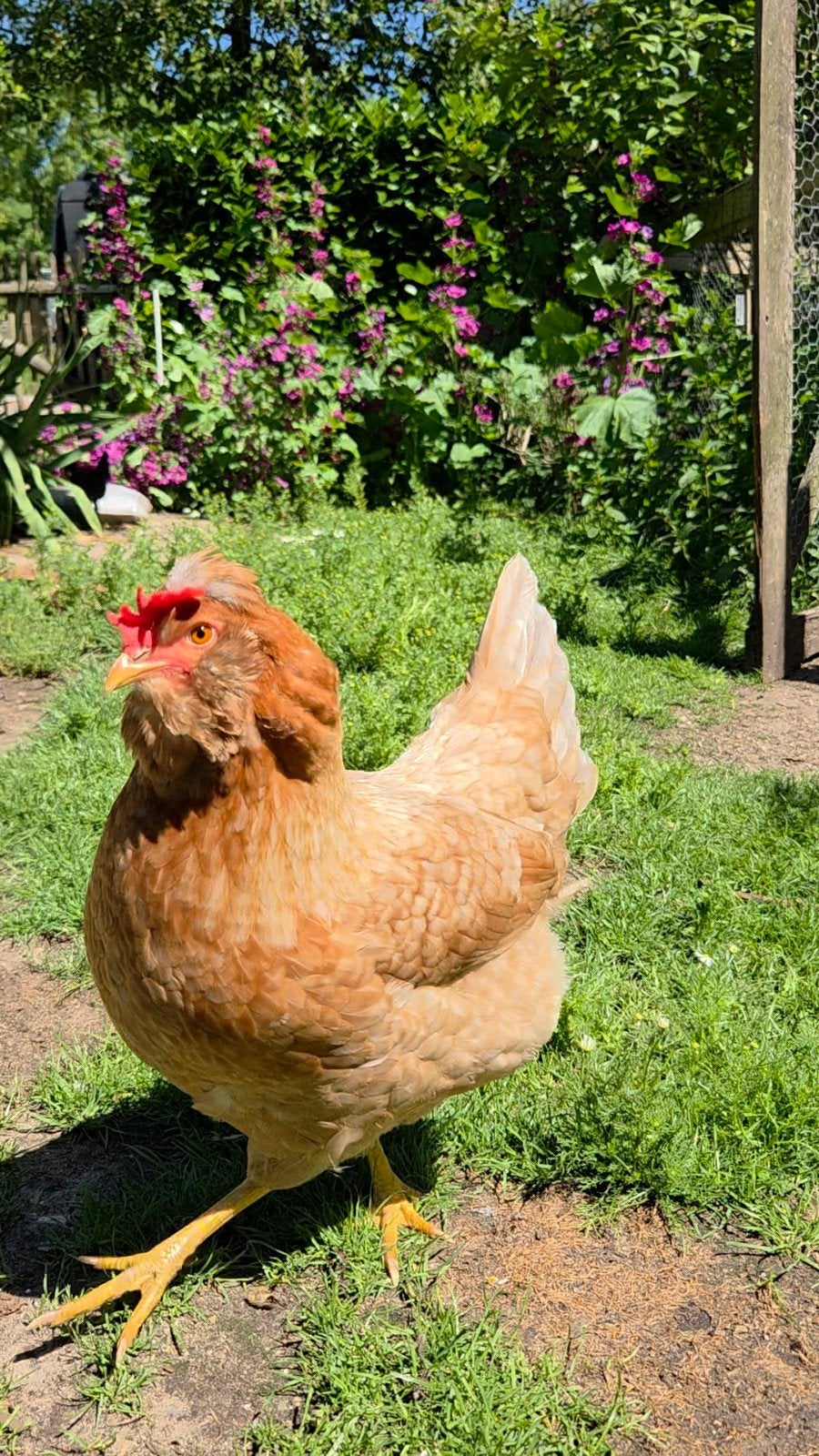 3 hennen + indien gewenst haan kleurlegger of Ayam Cemani X, Mannelijk, Kip