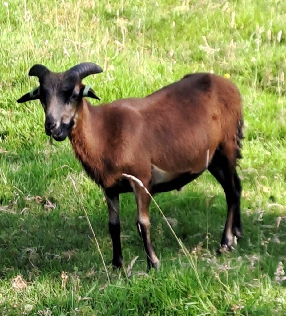 Mooie jonge kameroen ram, Mannelijk, Schaap, 0 tot 2 jaar