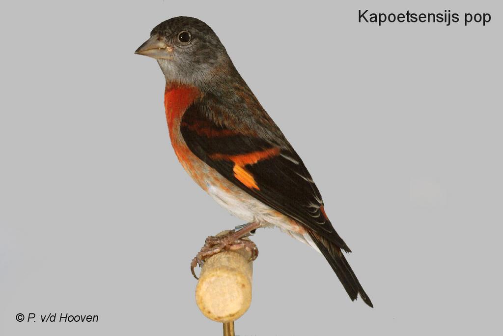 Kapoetsensijs pop gezocht, Dieren en Toebehoren, Vrouwelijk, Geringd
