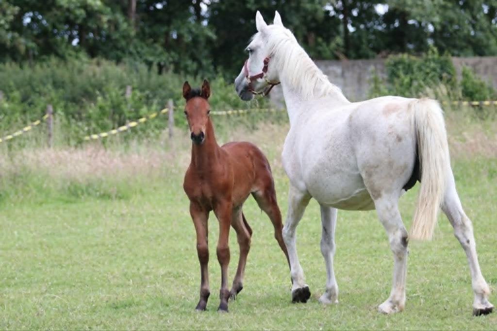 Diarado merrieveulen van 2026, Merrie, Springpaard, Met stamboom, Niet van toepassing