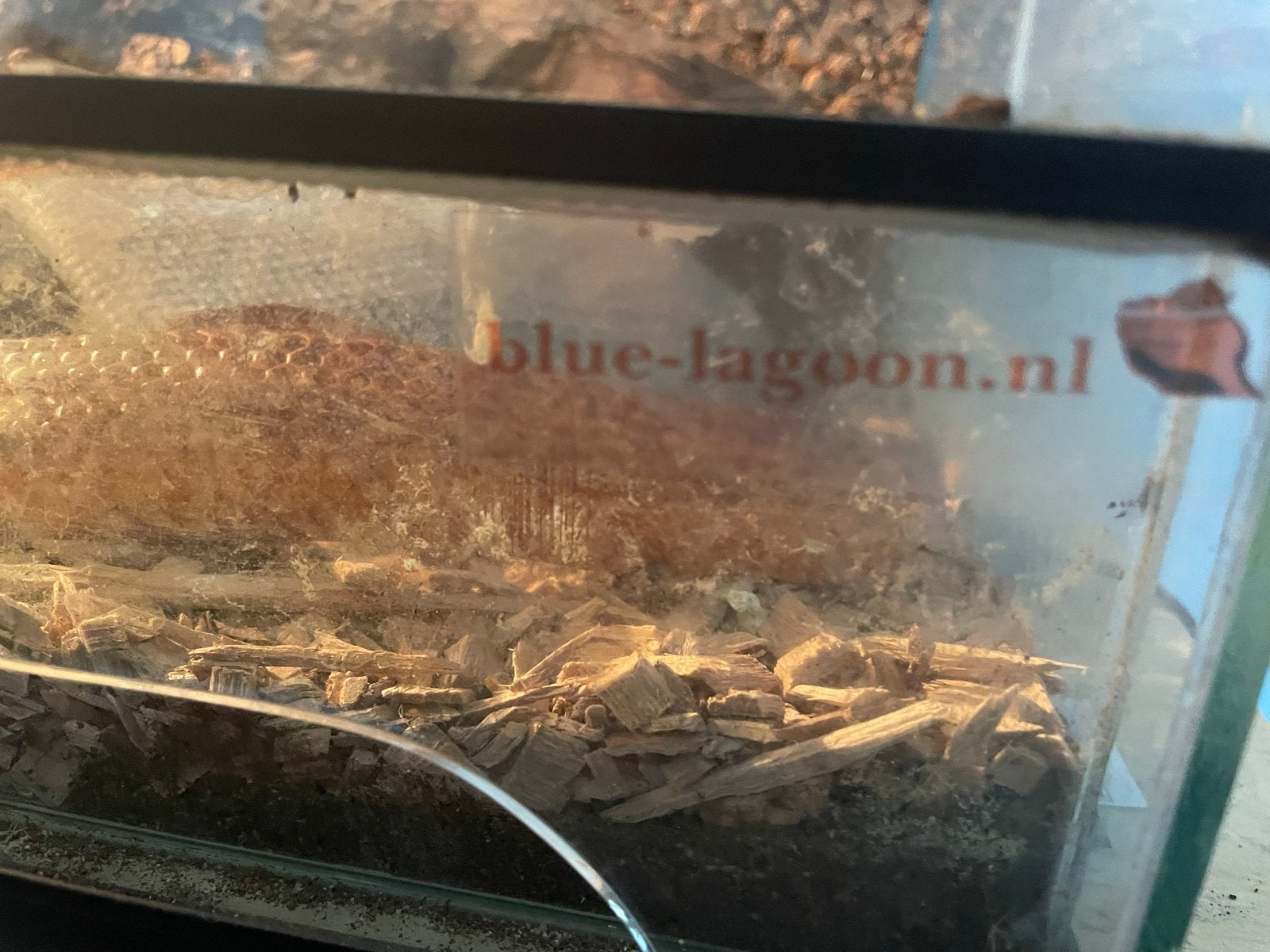 Koppel rattenslangen met terrarium Rat Snake photo 2