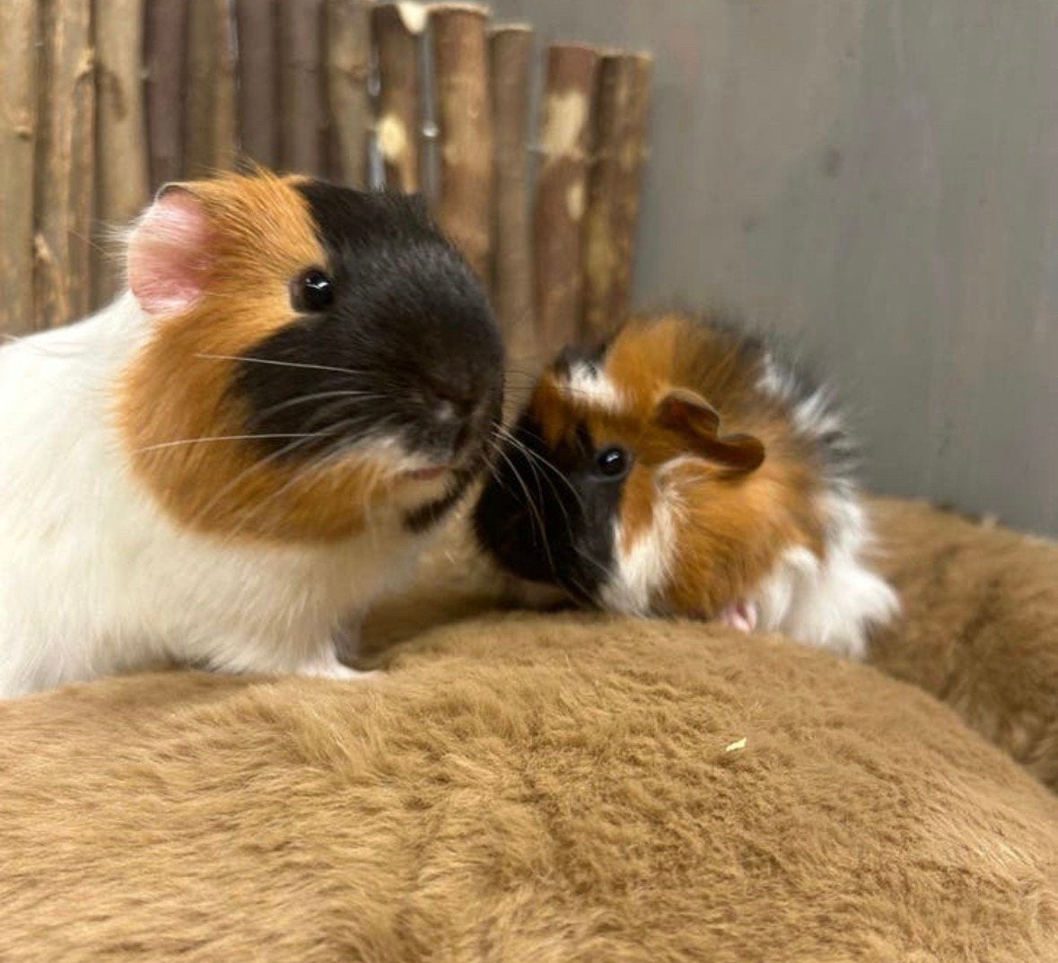 Lief koppel cavia’s met zorg gematcht, Dieren en Toebehoren, Knaagdieren, Mannelijk, Cavia, April, Tam