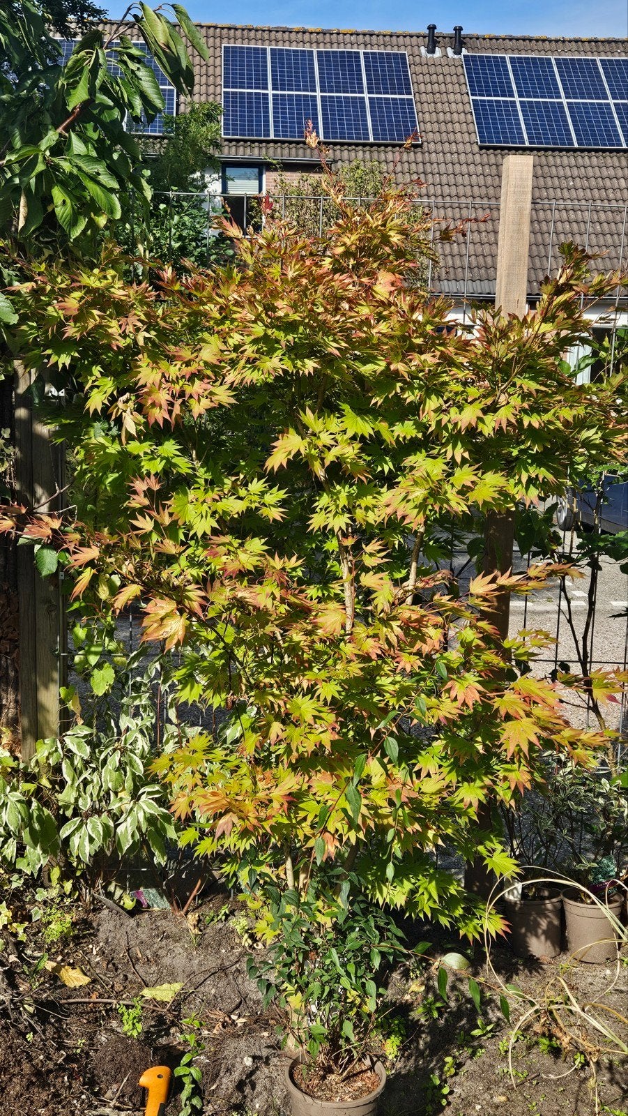 Japanse Esdoorn (Acer palmatum) - Prachtige Struik, Tuin en Terras, Ophalen, Esdoorn, Struik, 100 tot 250 cm