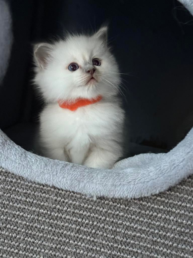 Raszuivere Ragdoll kittens met stamboom te koop, Meerdere dieren, Met stamboom, 0 tot 2 jaar