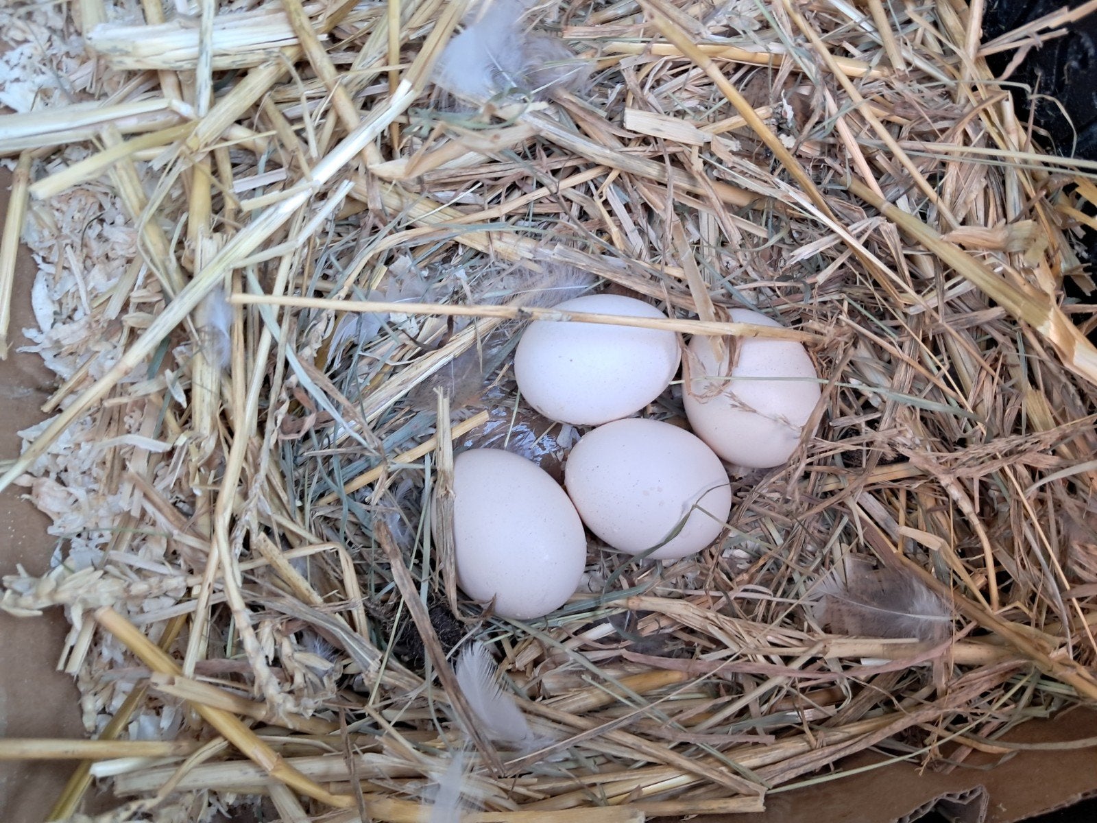 Broedeitjes Serama kriel, Dieren en Toebehoren, Pluimvee, Vrouwelijk, Kip