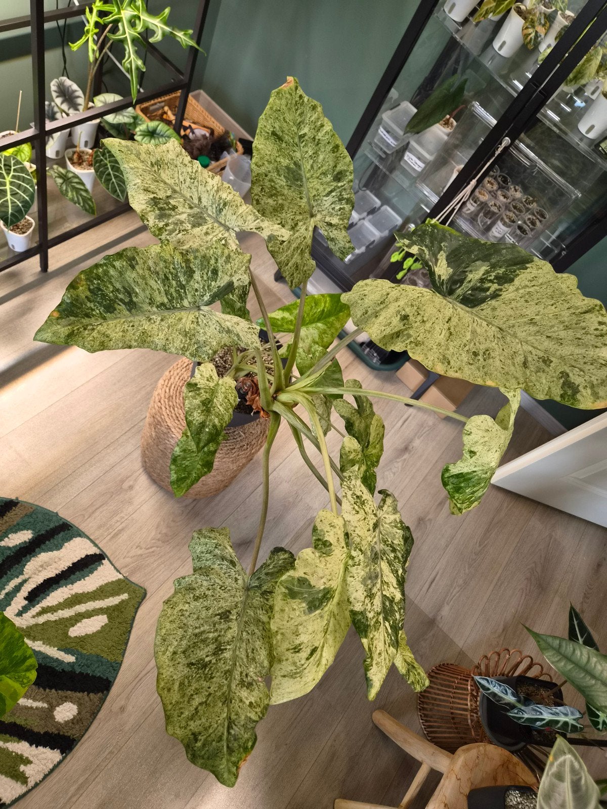 Alocasia macrorrhiza 'Splash', Huis en Inrichting, Kamerplanten, Ophalen, Minder dan 100 cm