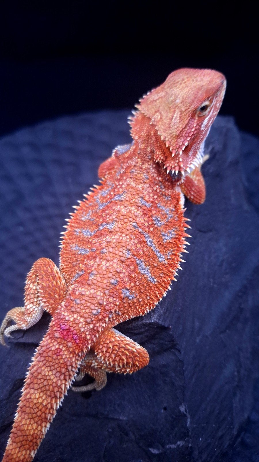 Red Hypo Blue Tiger Baardagaam vrouwtje 9 weken oud Bearded Dragon - female for sale from Design Dragons