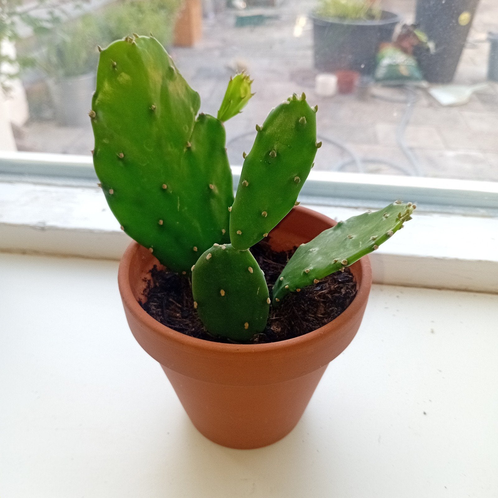 leuke cactus in terracotta pot, Ophalen, Minder dan 100 cm, In pot, Cactus