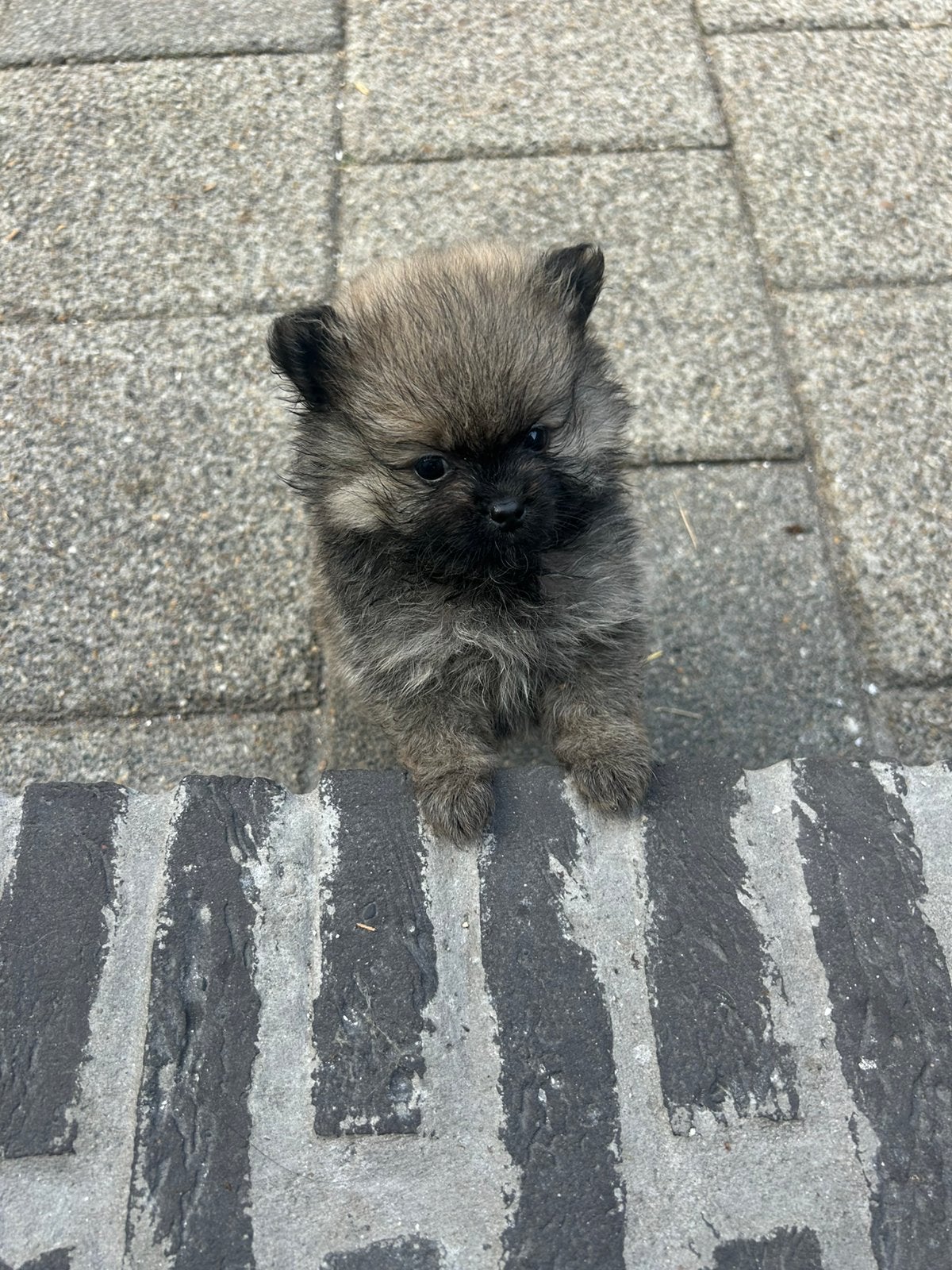 Te koop pomeriaan pups, Parvo, Overige rassen, 8 tot 15 weken, Meerdere