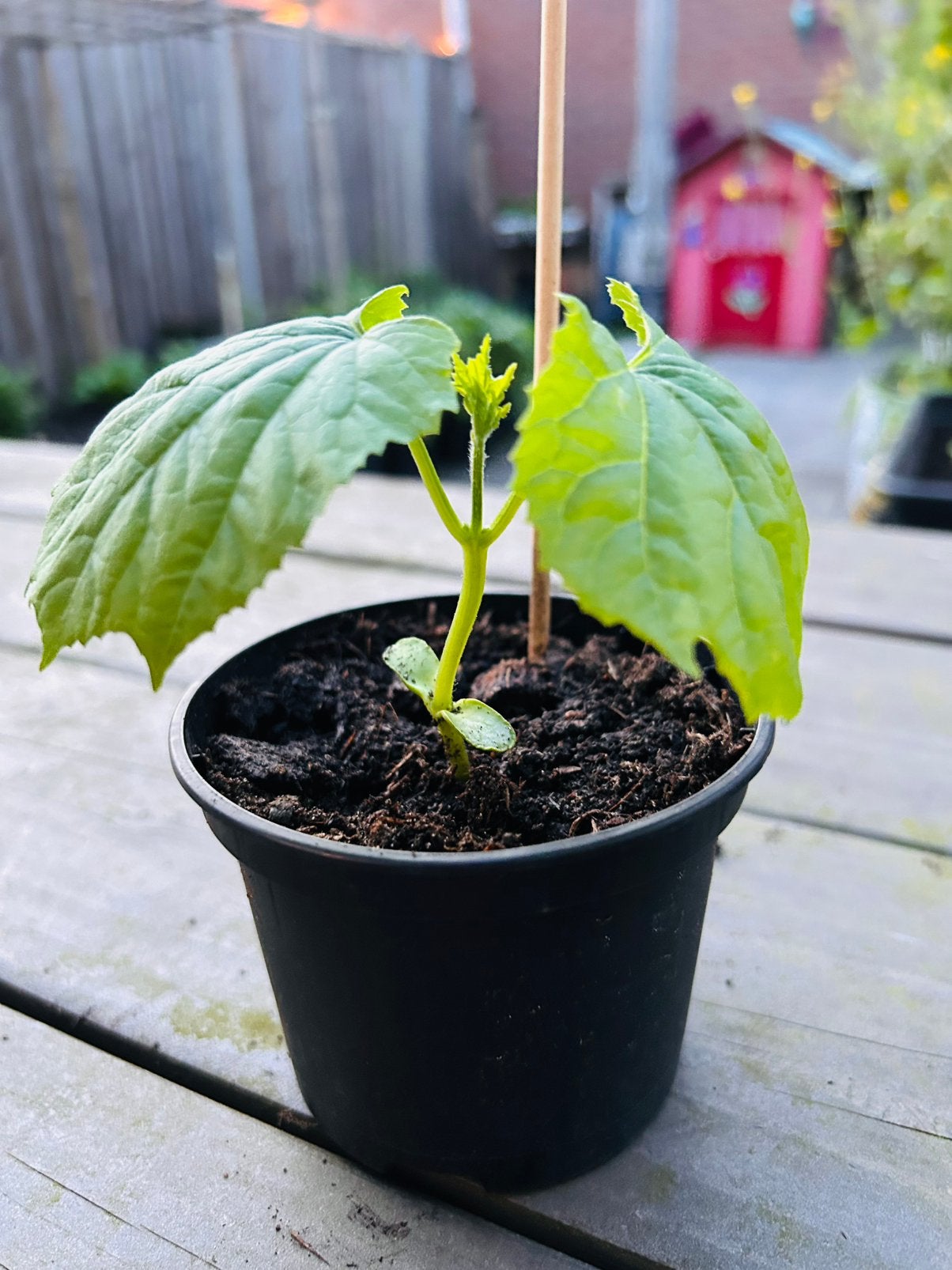 Sopropo planten, Ophalen of Verzenden, Eenjarig, Groenteplanten, Volle zon