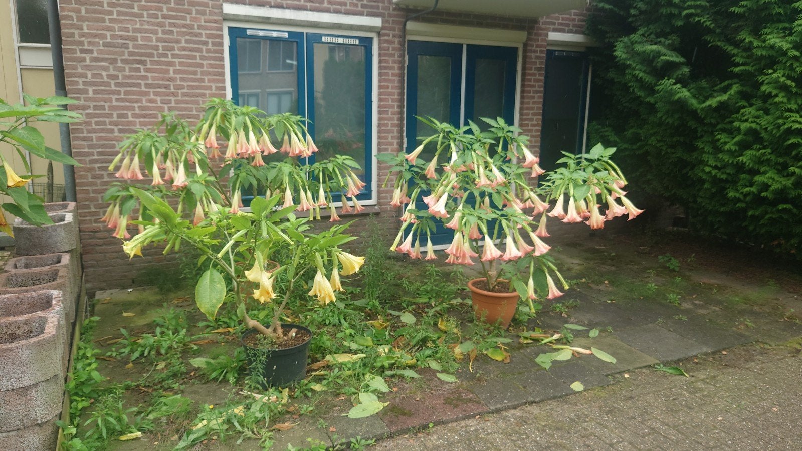 Diverse grote brugmansia planten, Tuin en Terras, Ophalen, Overige soorten, Volle zon