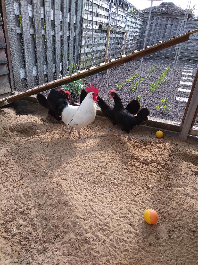 kippen te koop, Dieren en Toebehoren, Pluimvee, Meerdere dieren, Kip