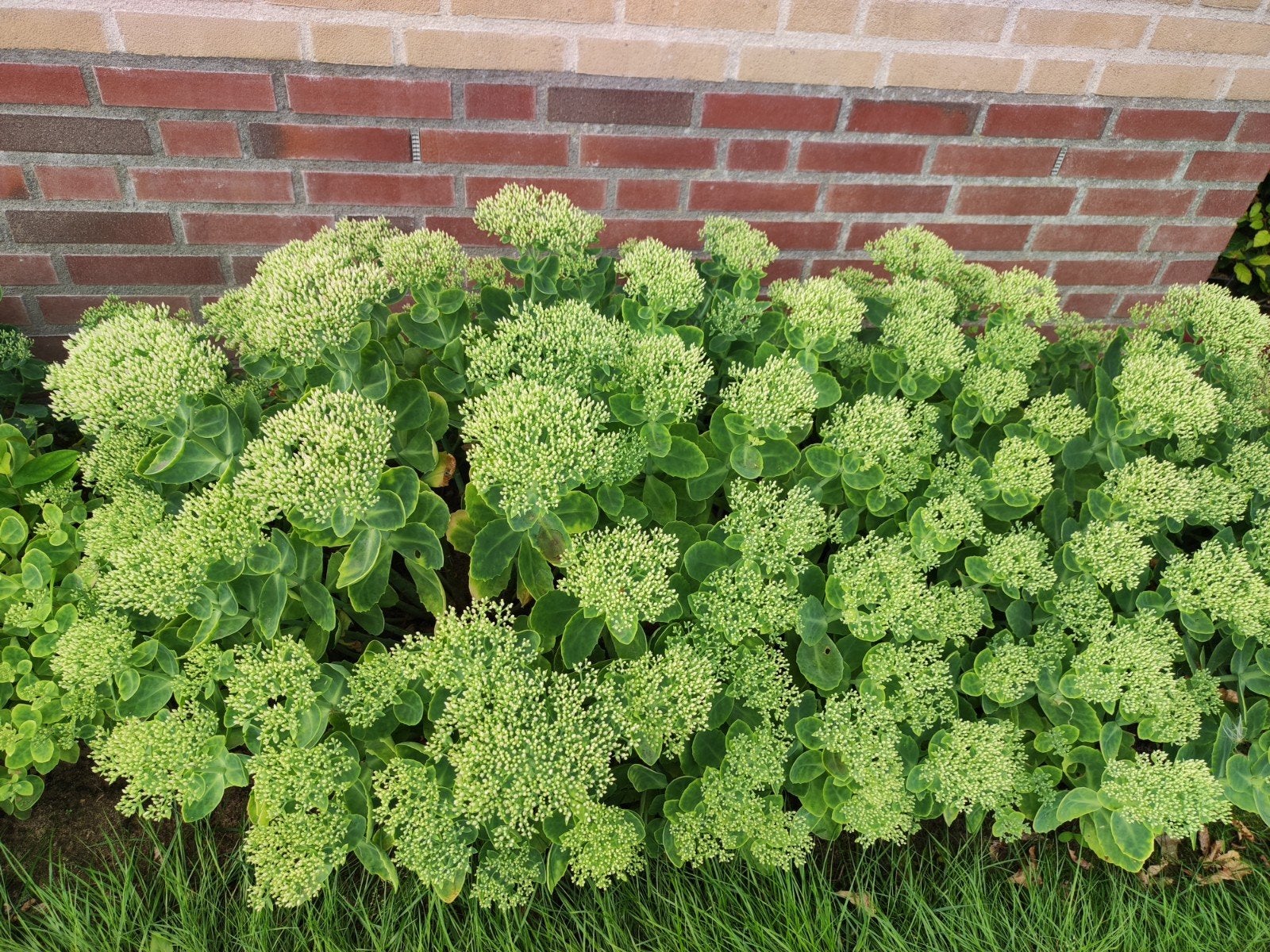 Sedum Roze hemelsleutel, Ophalen, Overige soorten