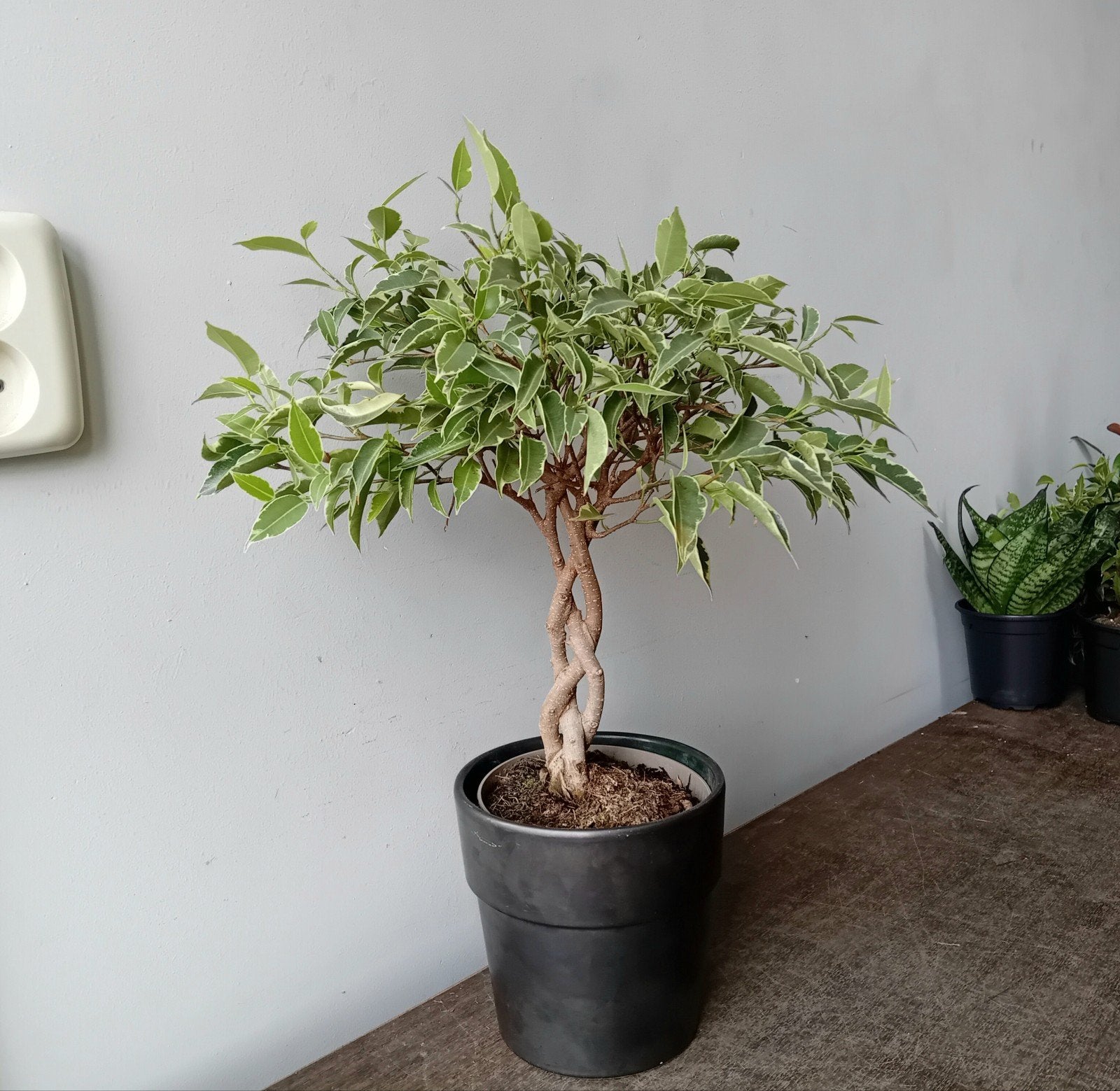 Kamerplant 40cm ficus bonsai, Ophalen, Halfschaduw, In pot, Minder dan 100 cm