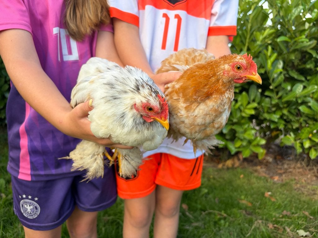 Cochin kriel hanen, Dieren en Toebehoren, Pluimvee, Mannelijk, Kip
