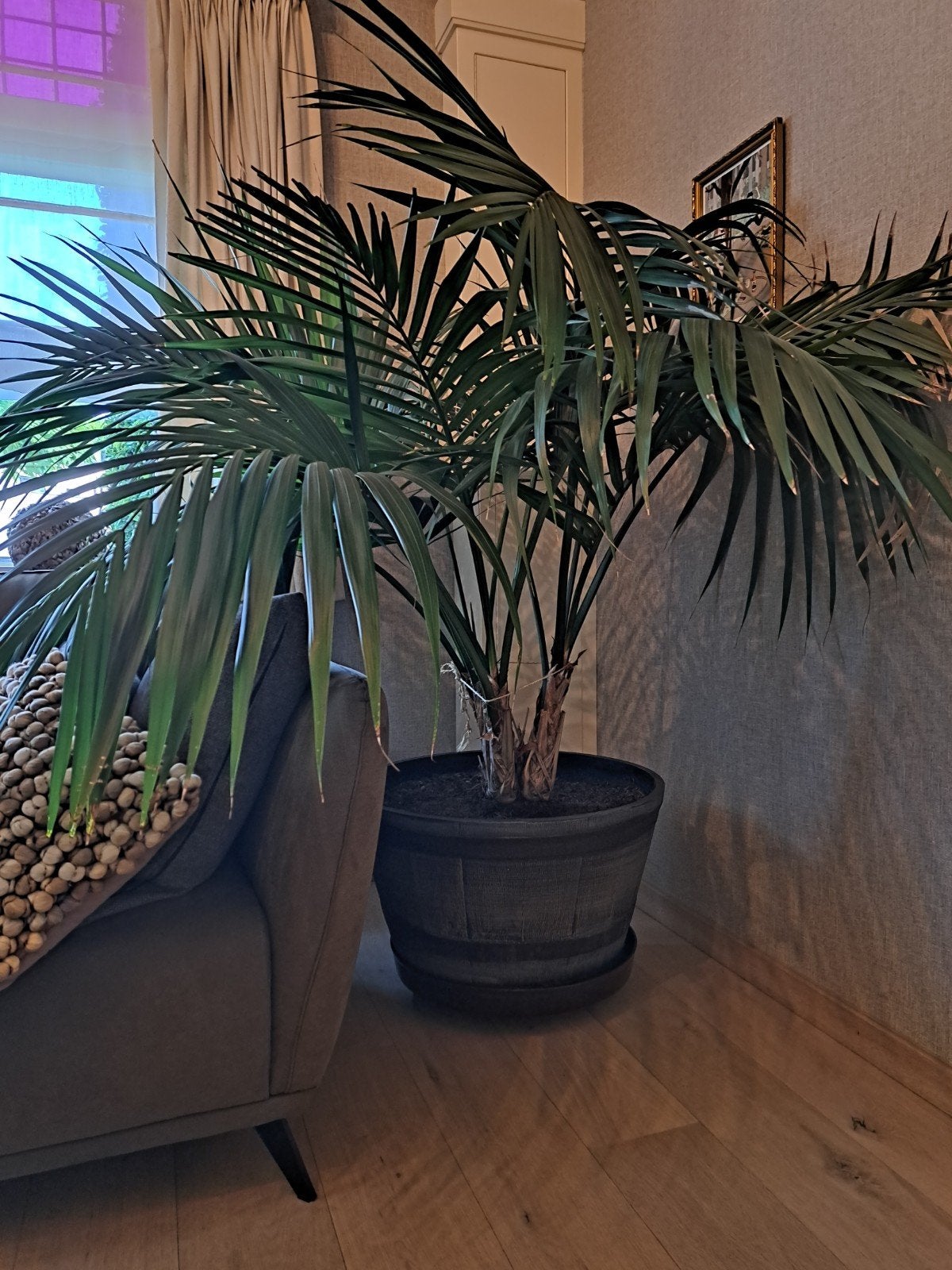 Prachtige grote Kentia Palm, Ophalen, Halfschaduw, Minder dan 100 cm