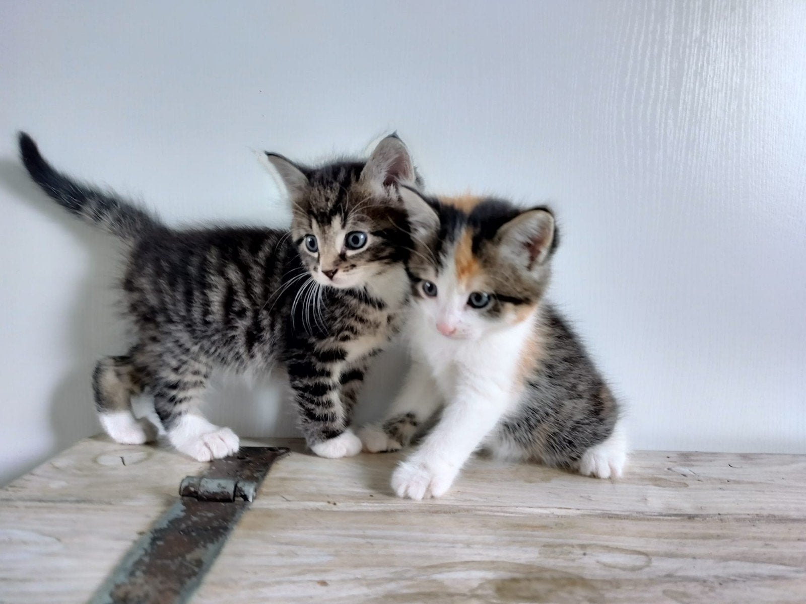 Twee prachtige lieve kittens!, Meerdere dieren, Kortharig, 0 tot 2 jaar