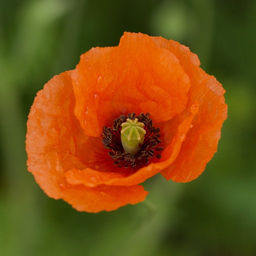Zaden bleke klaproos (Papaver dubium) - inheems, Ophalen of Verzenden, Najaar, Volle zon, Zaad
