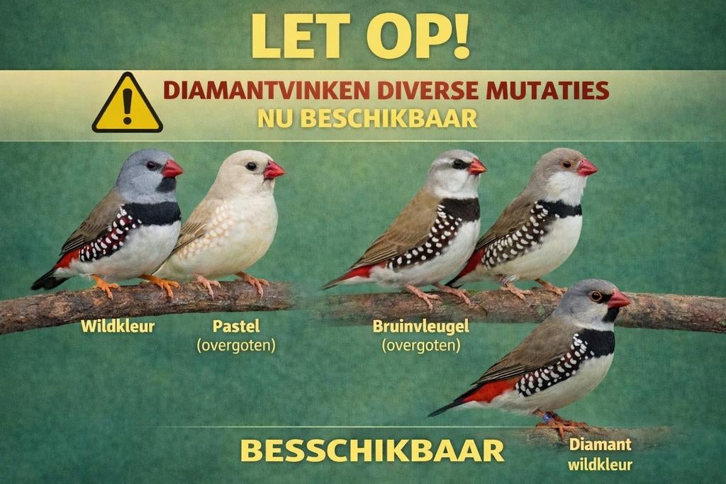 Diamantvinken | diverse mutaties | nu beschikbaar | De Toeka, Dieren en Toebehoren, Meerdere dieren