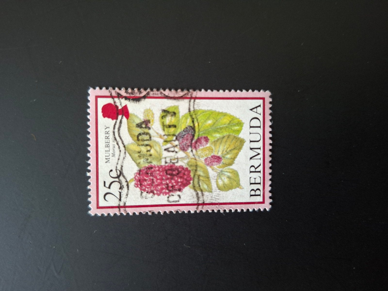 Bermuda Bloemen., Ophalen of Verzenden, Dier of Natuur