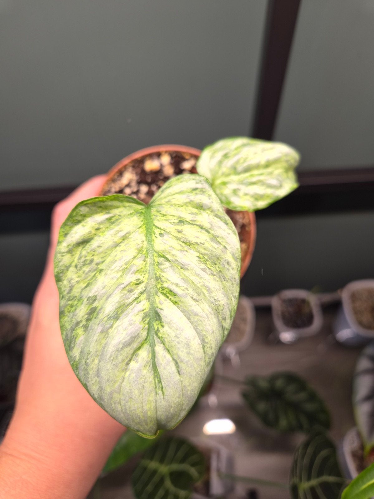 Philodendron Sodiroi Variegata, Huis en Inrichting, Kamerplanten, Ophalen of Verzenden, Halfschaduw, Minder dan 100 cm