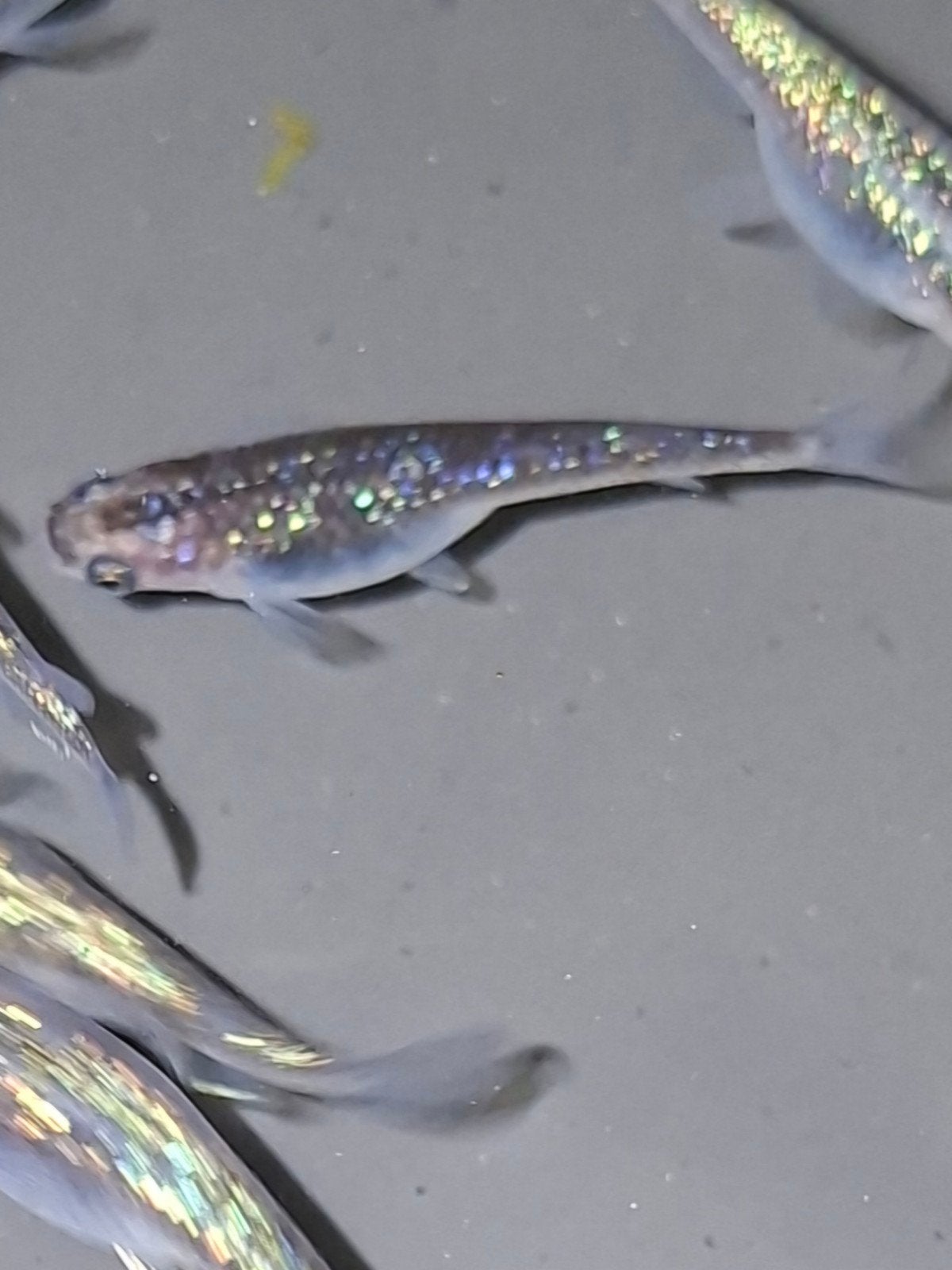Medaka Blue Sapphire eitjes, Dieren en Toebehoren