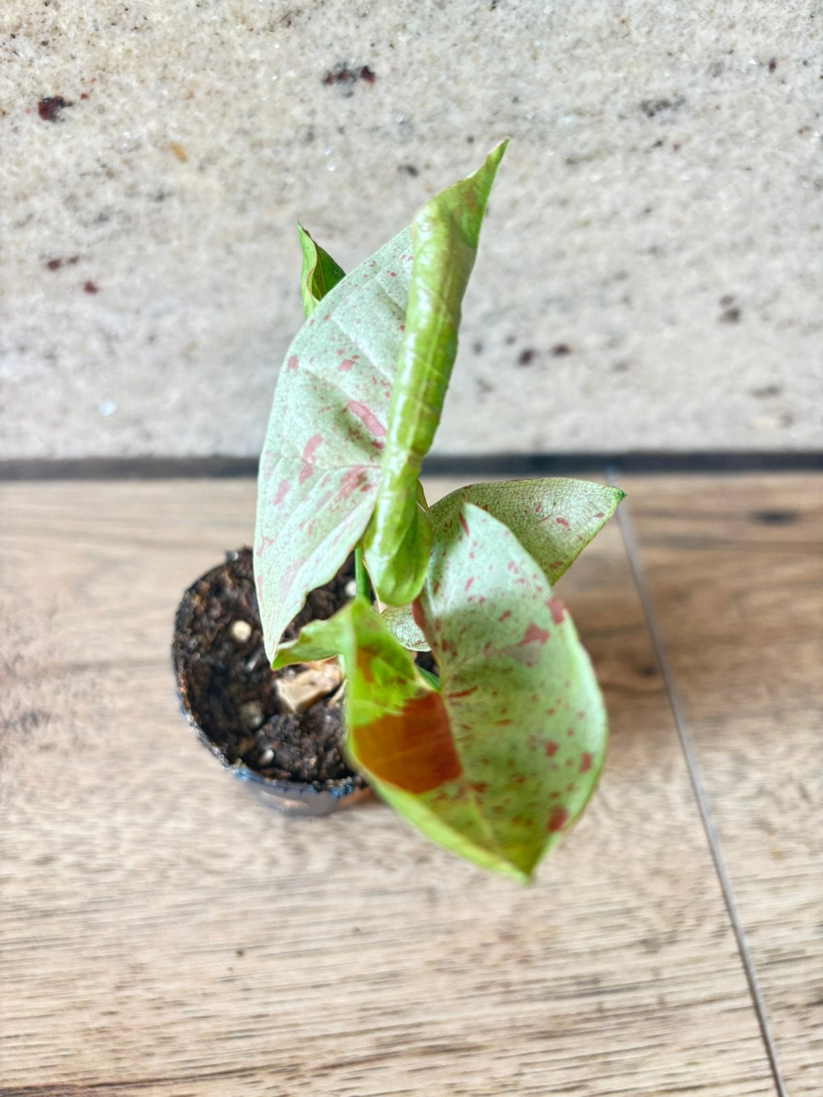 Heel mooi Syngonium milk confetti galaxy, Huis en Inrichting, Kamerplanten, Ophalen of Verzenden, Halfschaduw, Minder dan 100 cm