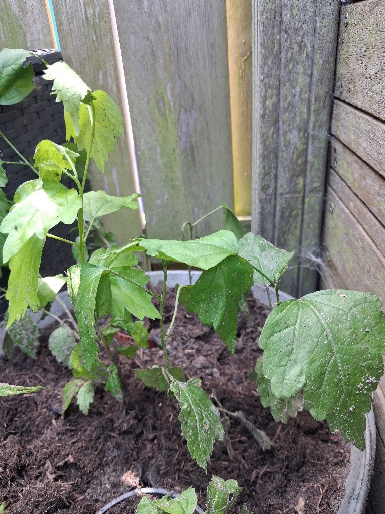 Witte hibiscus, Volle zon, Vaste plant, Zomer, Ophalen
