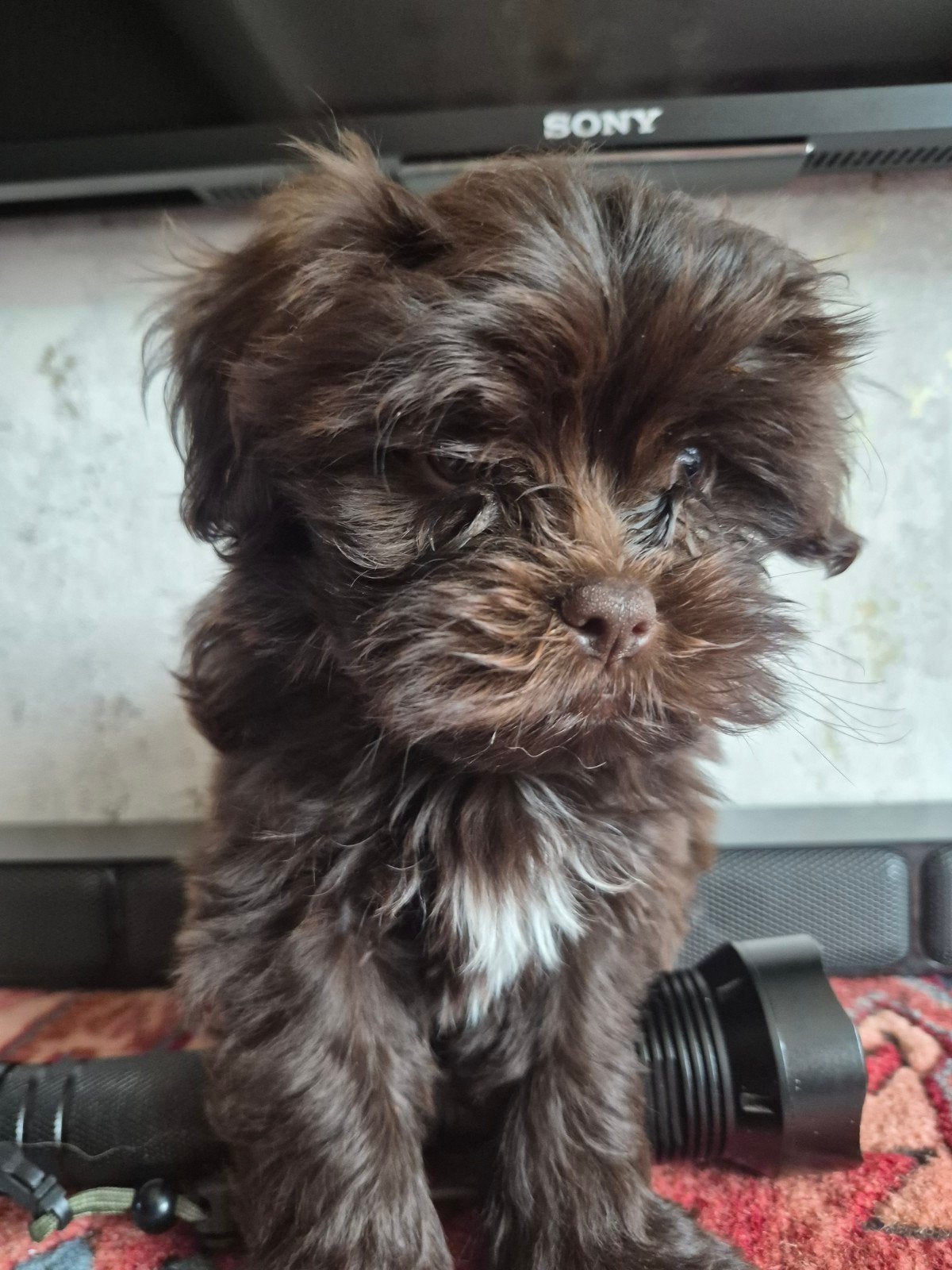 Reutje, Reu, 8 tot 15 weken, Eén hond, Klein