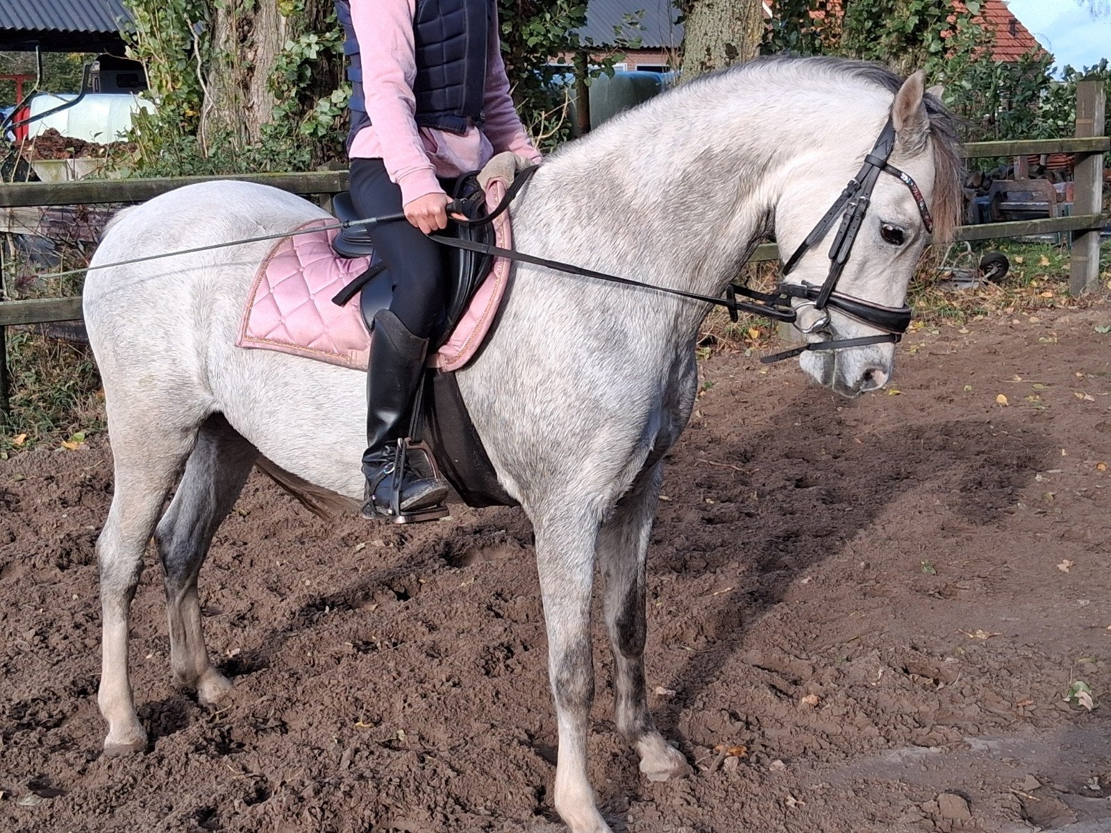 talentvolle 6 Jarige  C- Pony, ruin, Ruin, 3 tot 6 jaar, C pony (1.27m tot 1.37m), Met stamboom