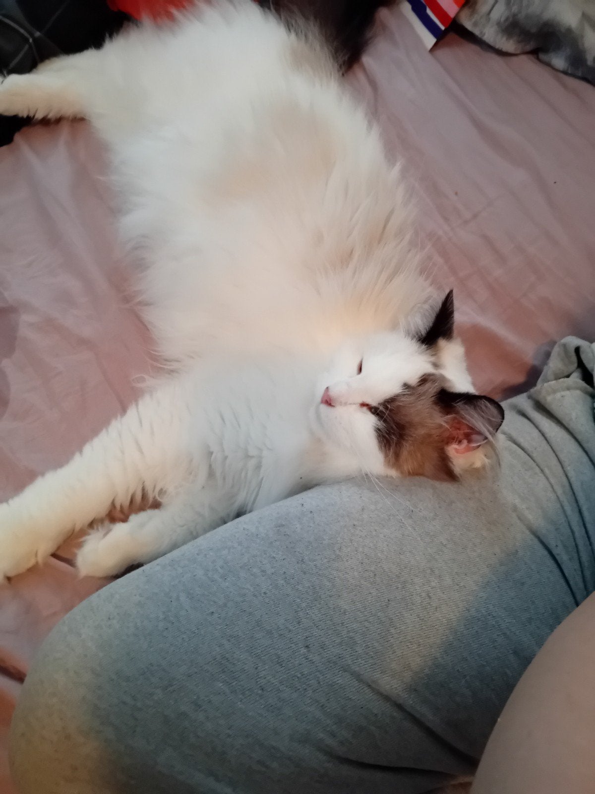 Siberische boskat Herplaatsing lieve dame ️, Dieren en Toebehoren, Katten en Kittens | Raskatten | Langhaar, Meerdere dieren